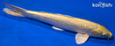 11.5" GINRIN YAMABUKI OGON