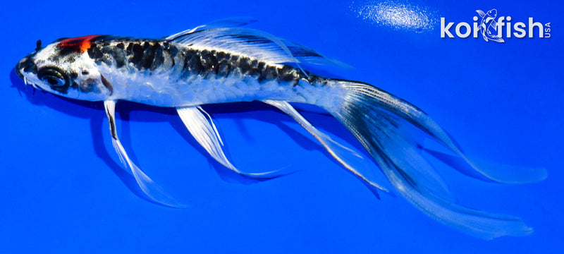 6" BENI KIKOKURYU BUTTERFLY