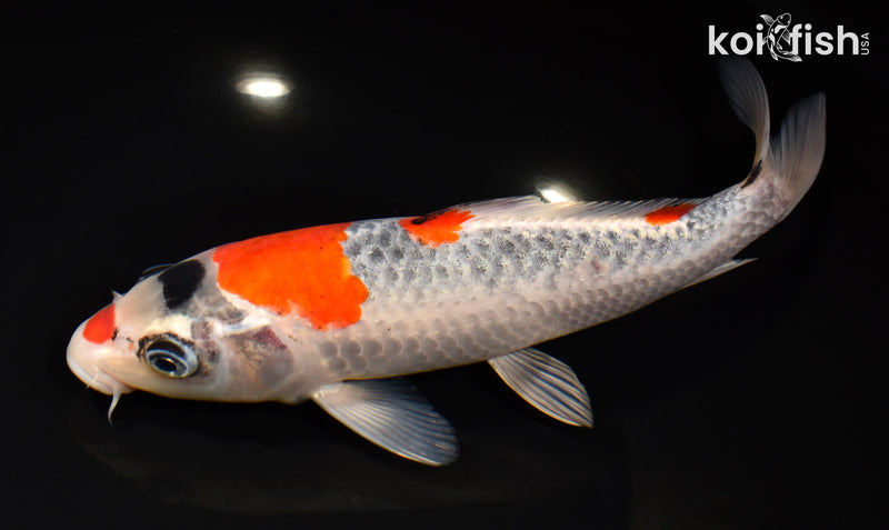 8.5" GOSHIKI