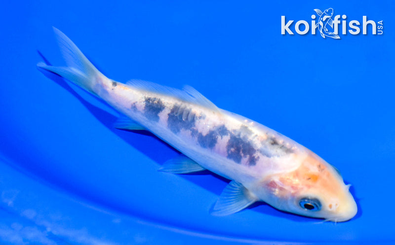 5.25" DOITSU SANKE