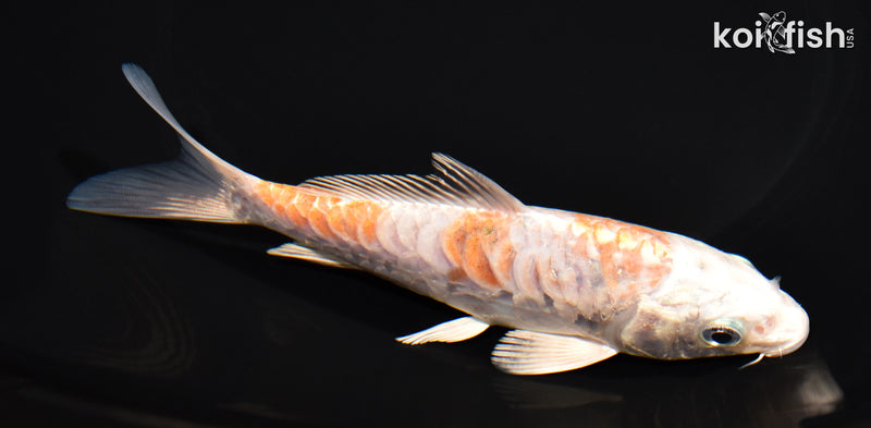 5.75" ARAGOKE HARIWAKE