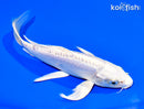 7.25" DOITSU PLATINUM OGON BUTTERFLY