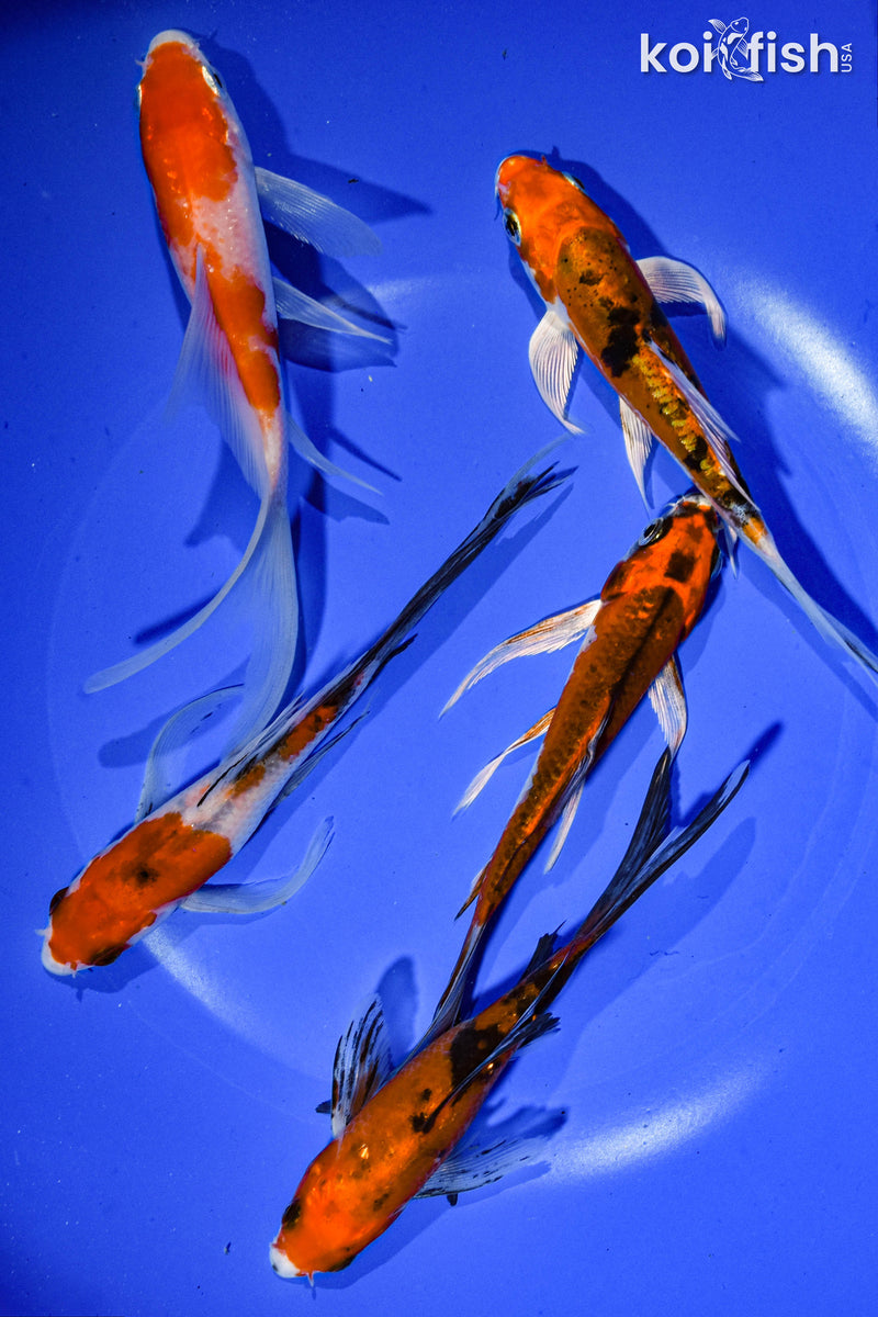 PACK OF (5) 4-5" BUTTERFLY KOI