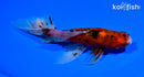 6.75" CALICO WATONAI GOLDFISH