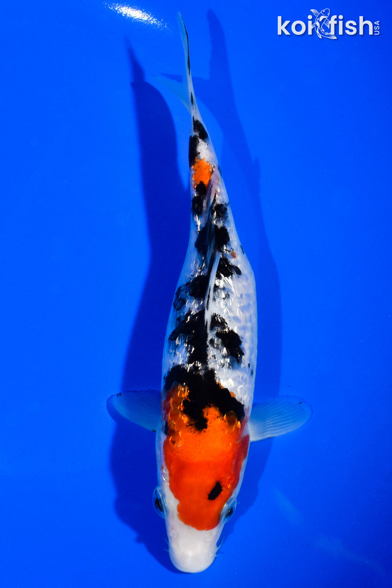 6.5" GINRIN SANKE