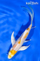 6" HARIWAKE BUTTERFLY