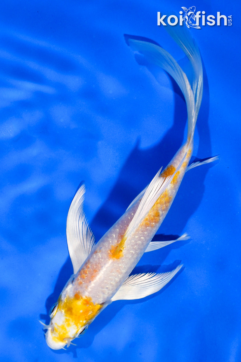 6" HARIWAKE BUTTERFLY