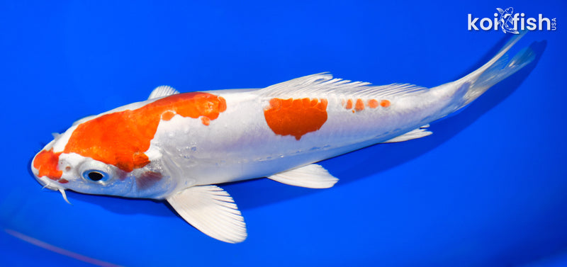 8" KIKUSUI