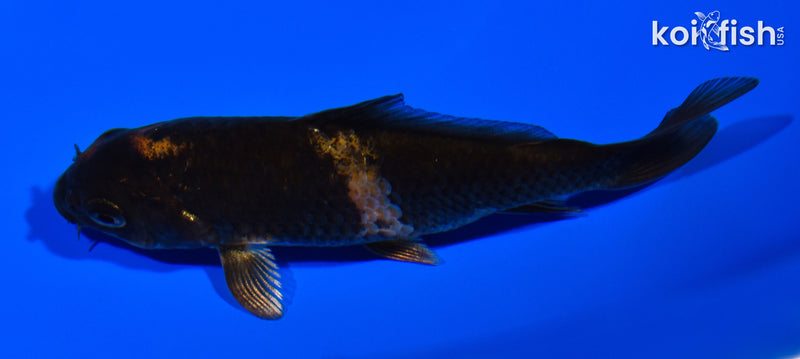 3.75" KIN HI UTSURI