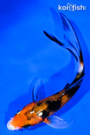 4.75" YAMATO NISHIKI BUTTERFLY