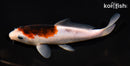 6.25" GOROMO