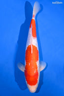 13" GINRIN KOHAKU