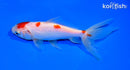 5.5" MARUTEN WAKIN GOLDFISH