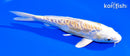 6.5" ARAGOKE LEMON HARIWAKE