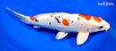 12.25" LEATHER HEISEI NISHIKI