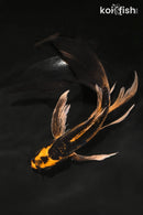 8.5" BENI KIKOKURYU BUTTERFLY