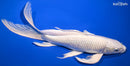 10" PLATINUM OGON BUTTERFLY