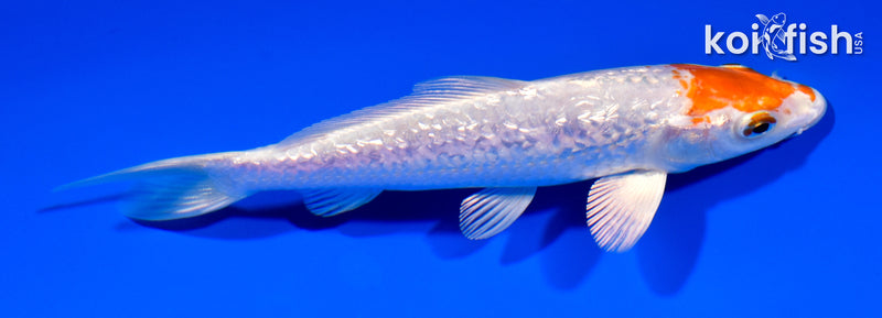 5.5" GINRIN HARIWAKE