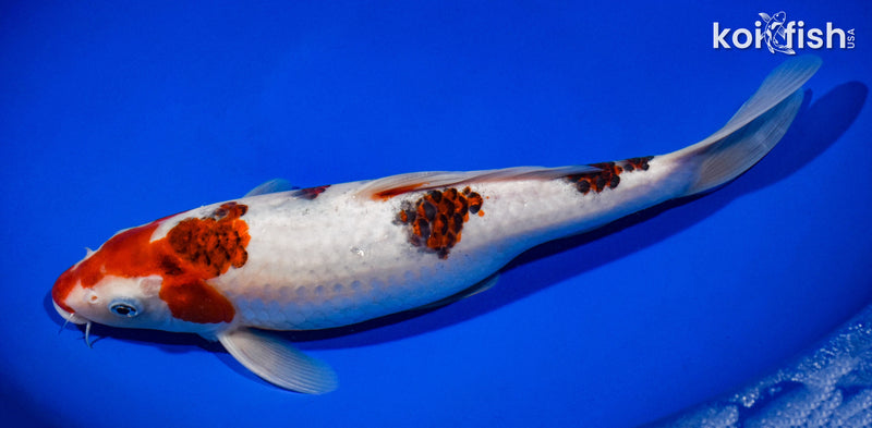 12.25" GOROMO