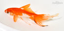 5.25" WATONAI GOLDFISH