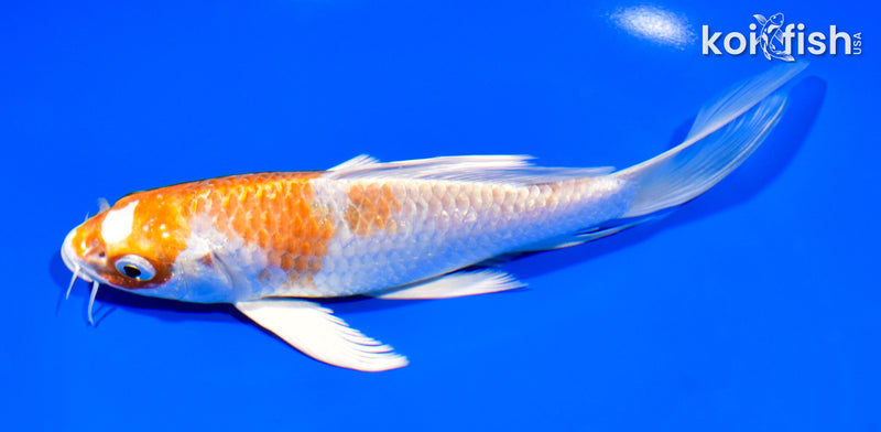 7" HARIWAKE BUTTERFLY