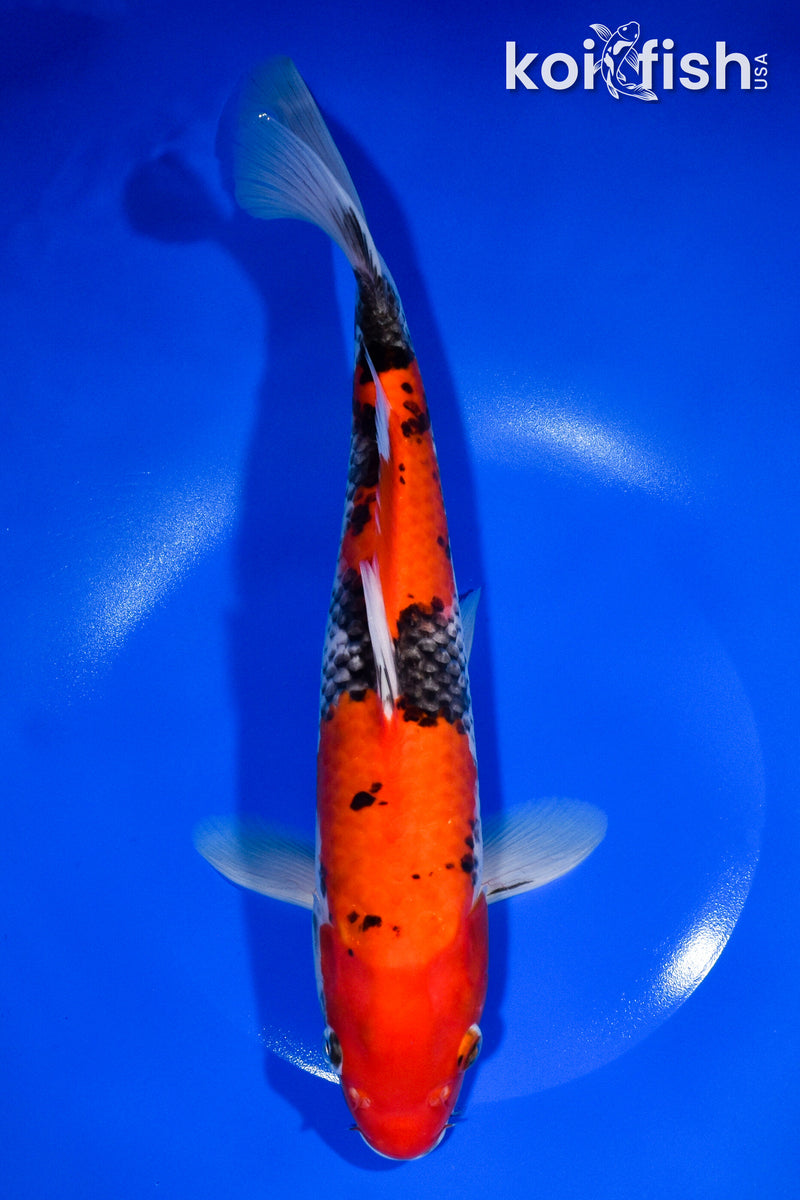 11.5" GOSHIKI