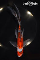 7.75" SHUBUNKIN GOLDFISH