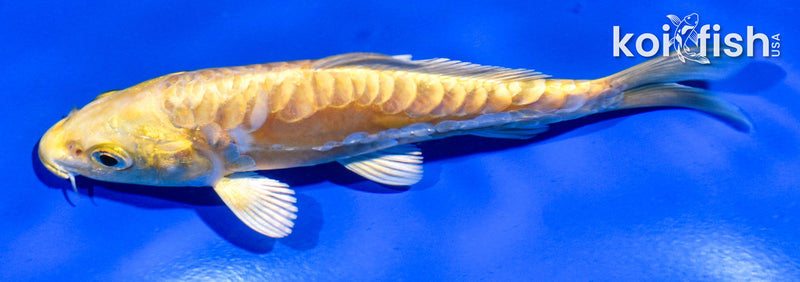 5" ARAGOKE YAMABUKI OGON
