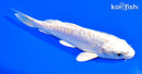 5.75" DOITSU PLATINUM OGON