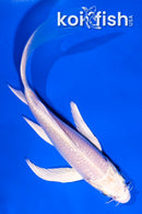 4.5" GINRIN YAMABUKI OGON