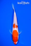 6.25" KOHAKU