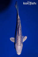 5.75" DOITSU PLATINUM OGON