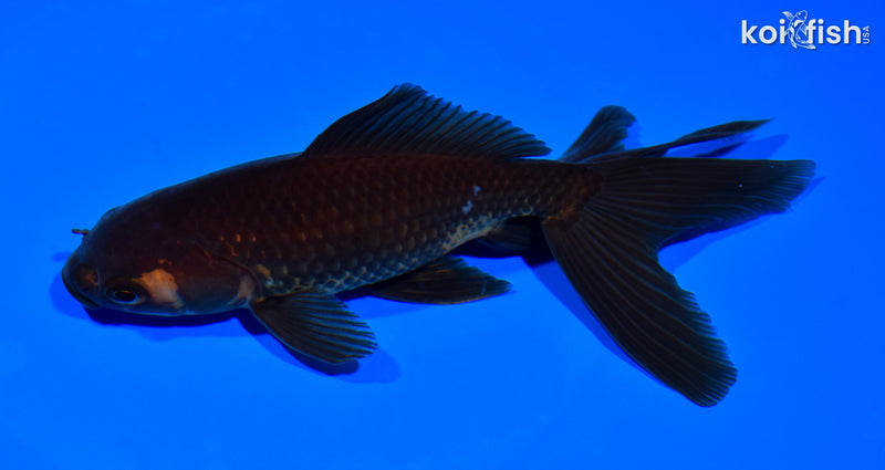 6.25" WATONAI GOLDFISH