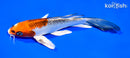7.25" KUJAKU BUTTERFLY
