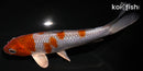 6" METALLIC OCHIBA SHIGURE