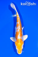 7.5" DOITSU HARIWAKE