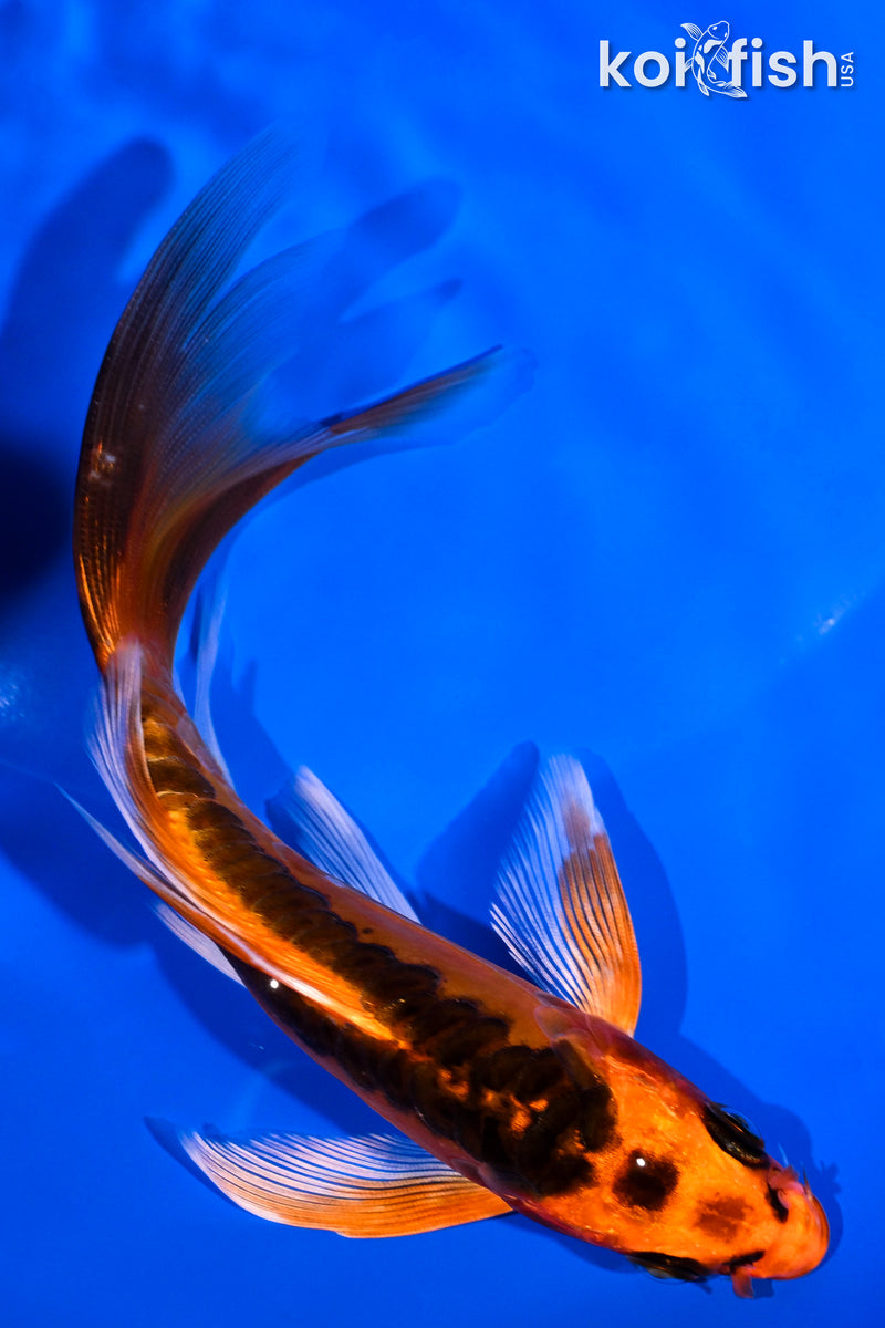 5.5" DOITSU ORENJI MATSUBA BUTTERFLY