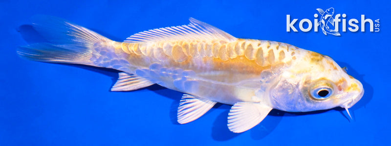 4.5" ARAGOKE YAMABUKI OGON