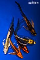 PACK OF (5) 4.5-5.5" DOITSU BUTTERFLY KOI