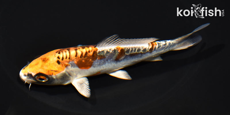 5.25" GINRIN ARAGOKE BENI KIKOKURYU