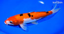 9.25" AKA SANKE