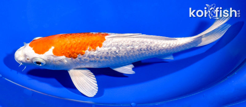 8.25" GINRIN HARIWAKE