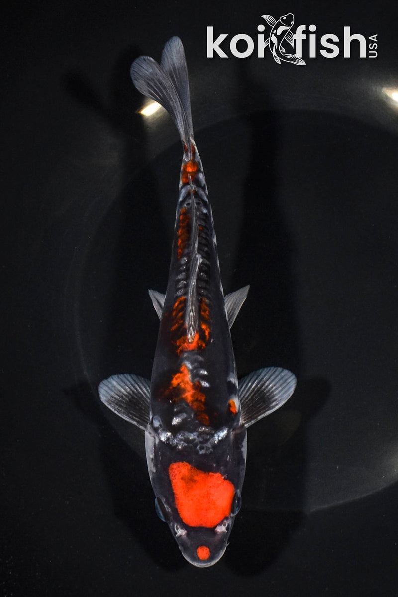 7" ARAGOKE MARUTEN GOSHIKI