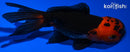 4.5" ORANDA GOLDFISH