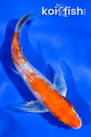 5" GINRIN HARIWAKE BUTTERFLY