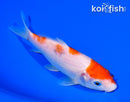 5.5" KOHAKU