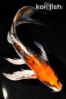 10" BENI KIKOKURYU BUTTERFLY