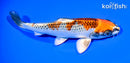 6.75" KUJAKU