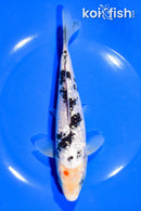 7.5" GINRIN SHIRO BEKKO