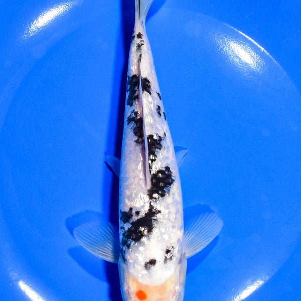 アカキン100g60g45gミドキン100g60gオレキン100g80g60g スタート ジグ TG ランナー 60g #02 ミドキン【ゆうパケット